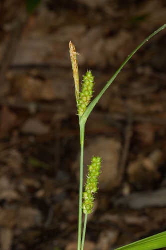 Carex granularis #43
